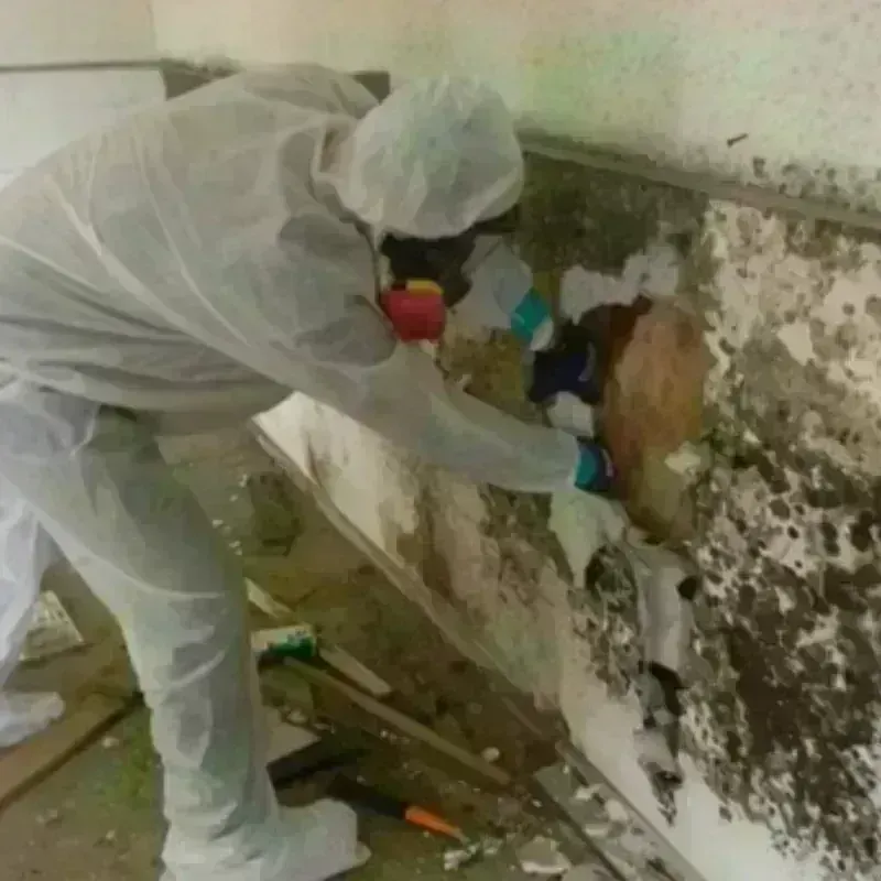 Mold Remediation and Removal in Des Moines County, IA